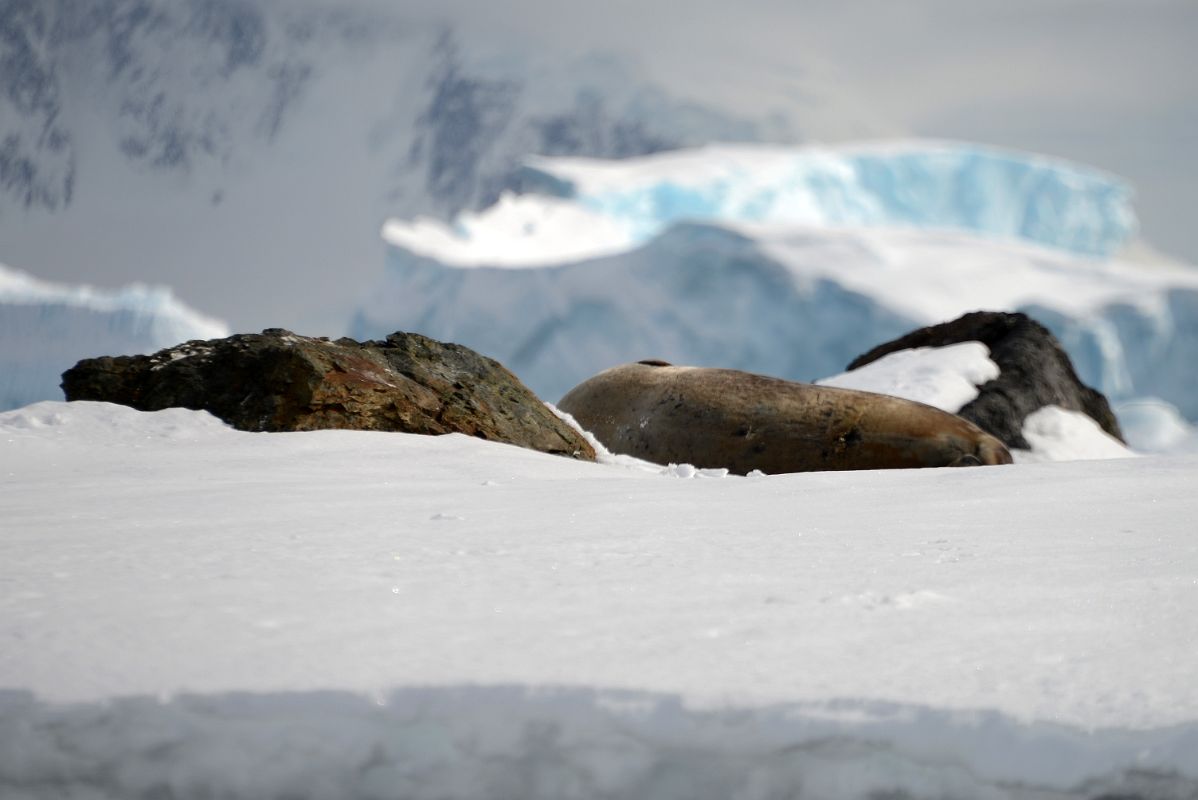 18A An Elephant Seal Between Two Rocks From Zodiac At Cuverville Island On Quark Expeditions Antarctica Cruise